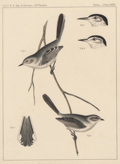 Birds, Plate XXXIII by American School